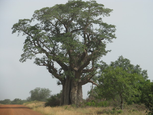 05 baobab.jpg